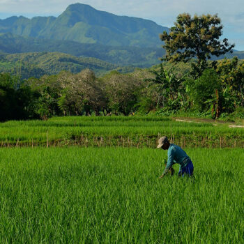 A person wearing a hat works in a lush green rice field, surrounded by trees, with tall mountains and a blue sky in the background.