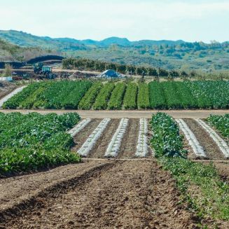 A view of a farm field with neat rows of green crops growing, surrounded by hills and a clear sky in the background. Some farm structures are visible in the distance.