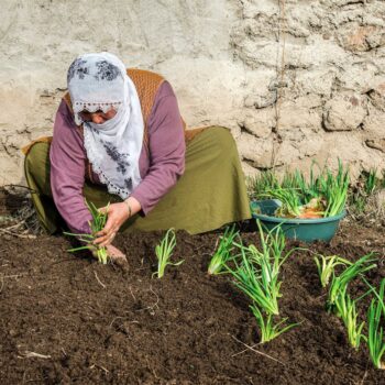 Woman kneeling by a cultivated bed, planting green onion seedlings in dark soil next to a stone wall.