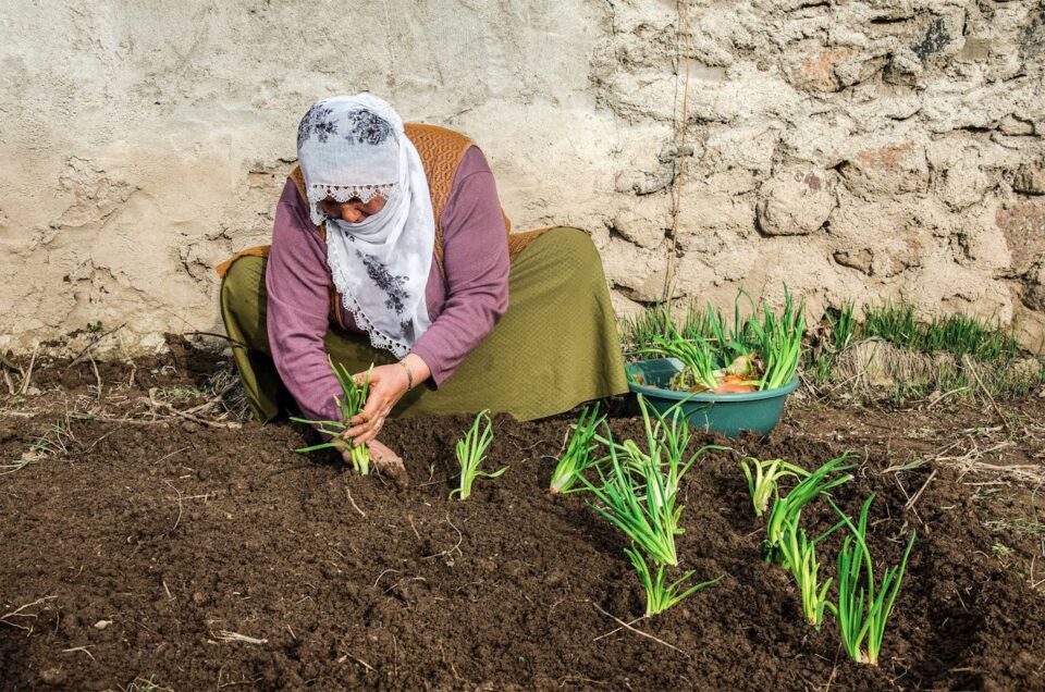Woman kneeling by a cultivated bed, planting green onion seedlings in dark soil next to a stone wall.