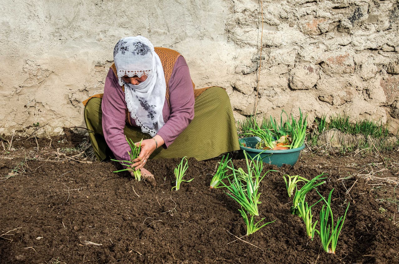 Woman kneeling by a cultivated bed, planting green onion seedlings in dark soil next to a stone wall.