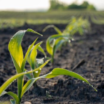 Close-up of young green corn plants growing in rows on dark soil, with water droplets on the leaves and a blurred field in the background.