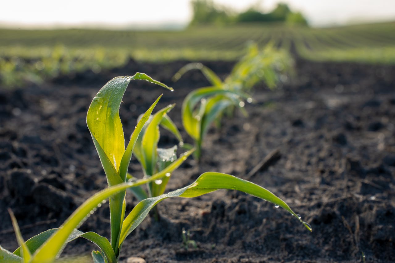 Close-up of young green corn plants growing in rows on dark soil, with water droplets on the leaves and a blurred field in the background.