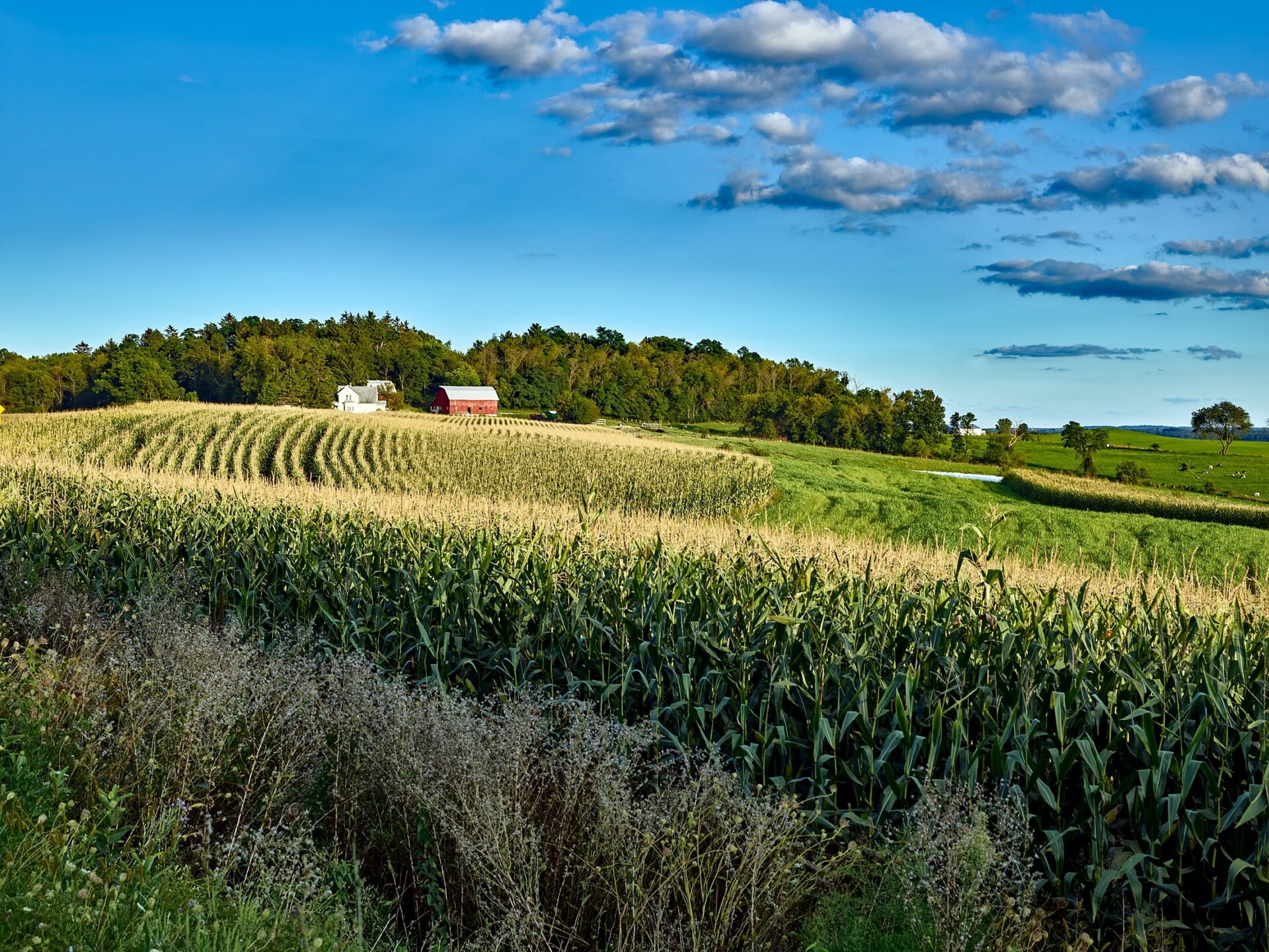 A scenic view of a rural landscape with green cornfields, a red barn, a white farmhouse, and a backdrop of trees under a blue sky with scattered clouds.