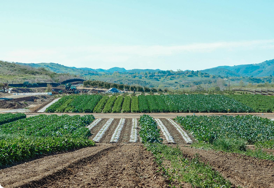 Rows of crops grow in neat lines on a farm, with some green plants and some bare soil. Rolling hills and a clear blue sky are visible in the background.